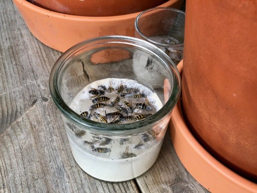 Vepsegrøt - Ta knekken på vepsen, ikke utegleden. Vann, gjær og sukker er alt som skal til.